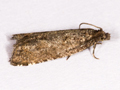 Rhopobota stagnana